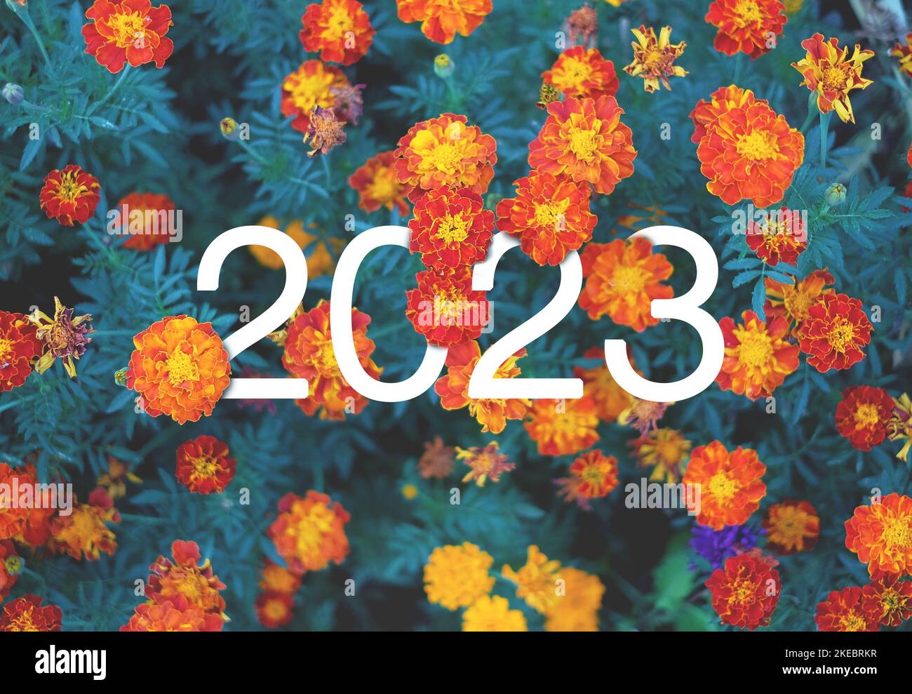 2023 texte blanc du nouvel an caché dans des fleurs orange et jaune marigold Banque D'Images