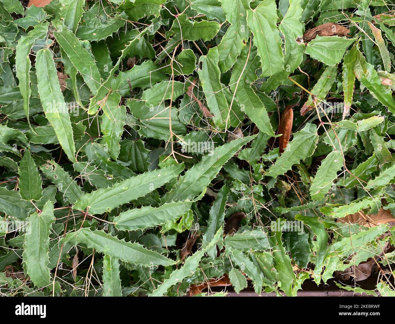 Gros plan sur les feuilles vertes avec les bords dentés de la plante herbacée vivace de jardin Epimedium Spine Tingler. Banque D'Images