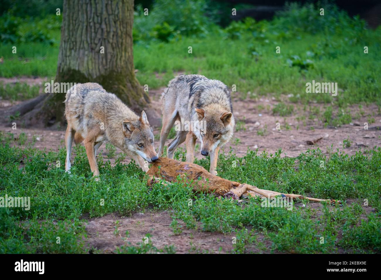 Loup (Canis lupus), deux animaux avec proie, cerf de Virginie, captif, Allemagne, Europe Banque D'Images