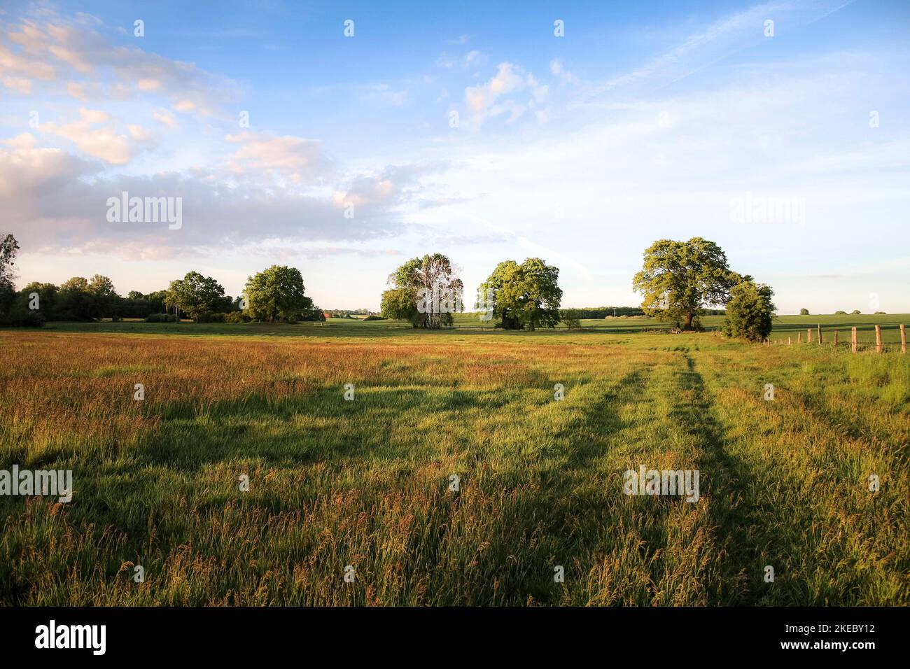 Prairie d’été Banque D'Images