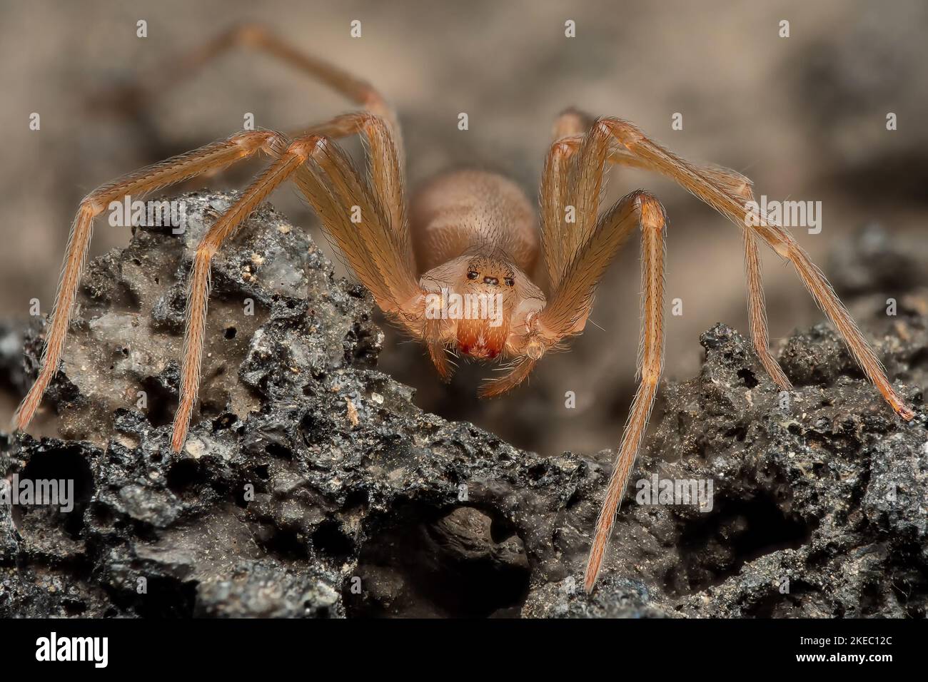 Araignée reclus méditerranéenne, araignée violon (Loxoscelles rufescens), araignée reclus brune, dans son habitat sauvage. Banque D'Images