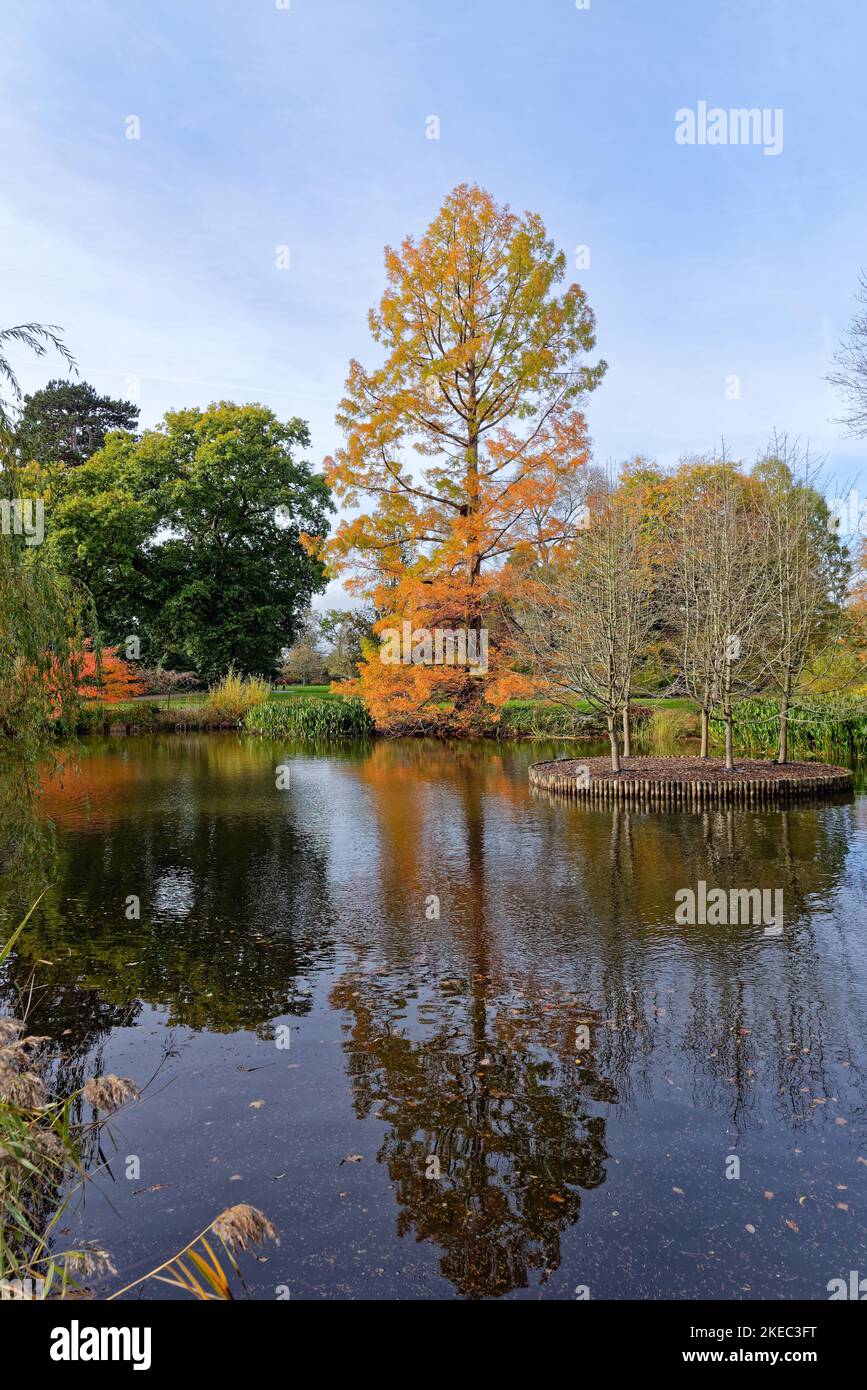 Feuillage d'automne coloré sur les arbres et les arbustes se reflétant dans le lac à Wisley RHS Gardens Surrey Angleterre Royaume-Uni Banque D'Images