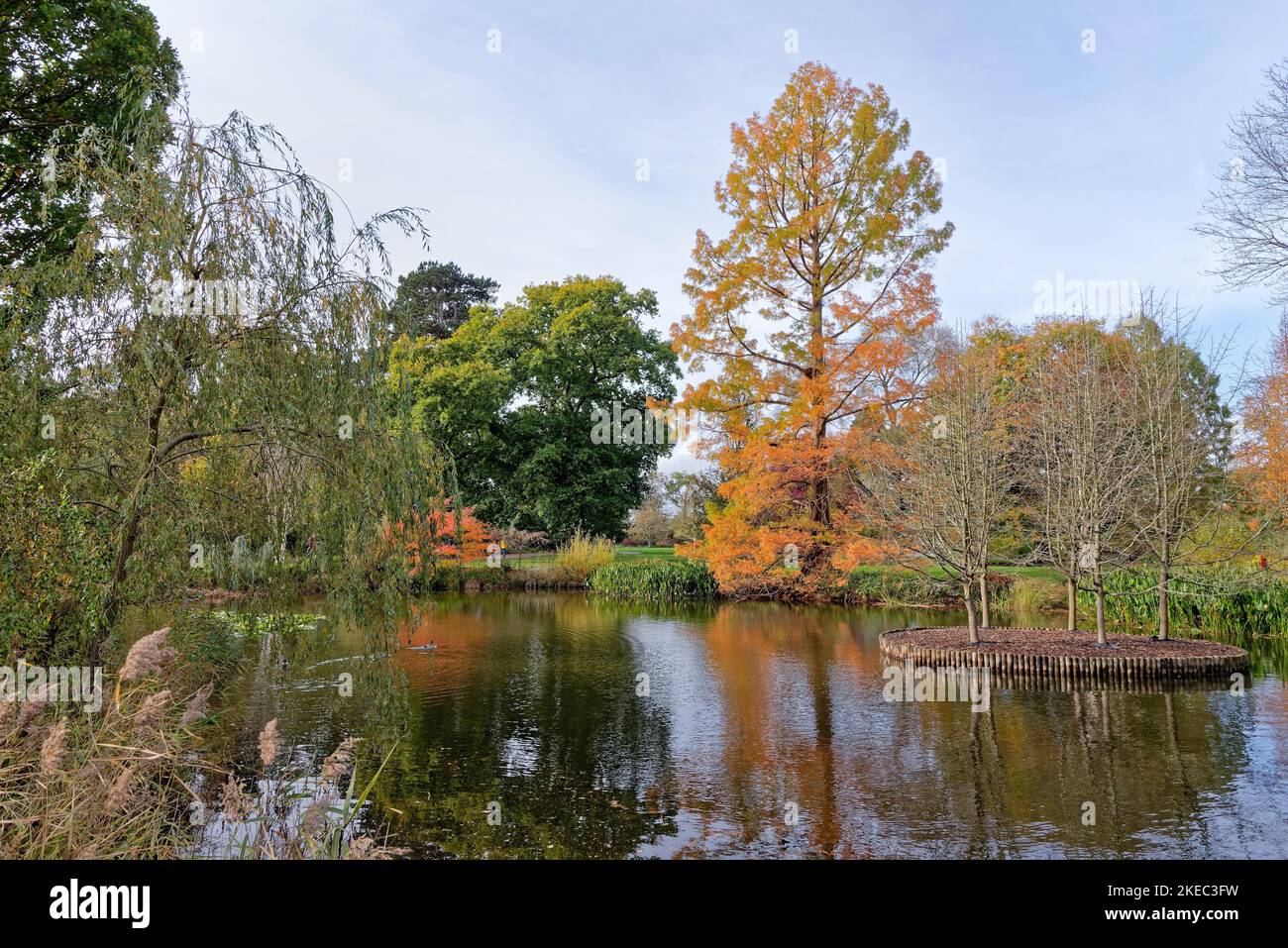 Feuillage d'automne coloré sur les arbres et les arbustes se reflétant dans le lac à Wisley RHS Gardens Surrey Angleterre Royaume-Uni Banque D'Images