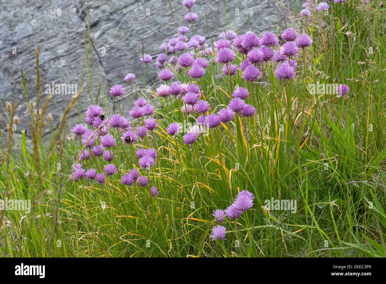 Schnittlauch, Schnitt-Lauch, Allium schoenoprasum, ciboulette, La civilette Banque D'Images