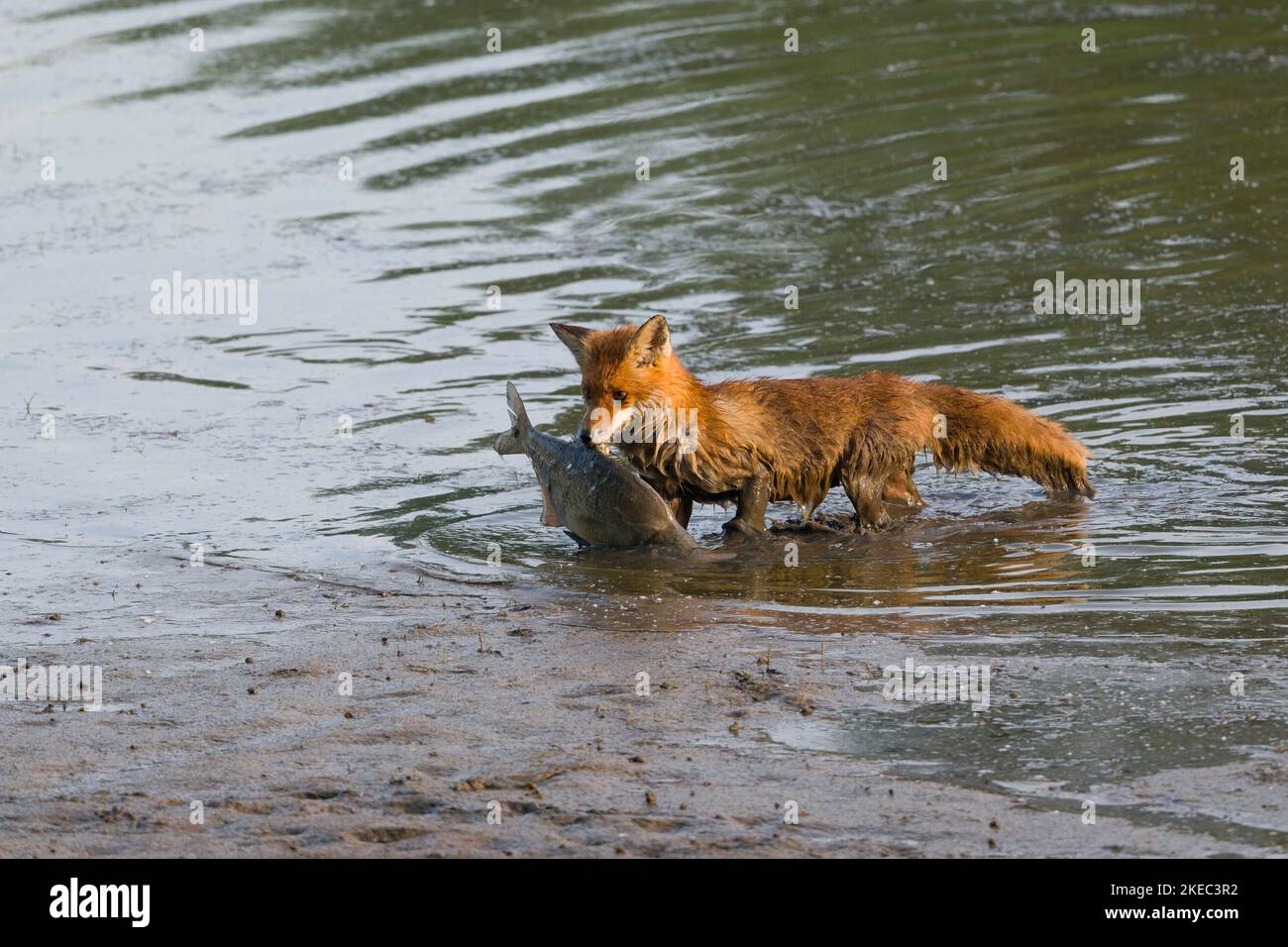 Renard roux (Vulpes vulpes) sort d'un étang avec un poisson (bream), mai, été, Hesse, Allemagne, Europe Banque D'Images