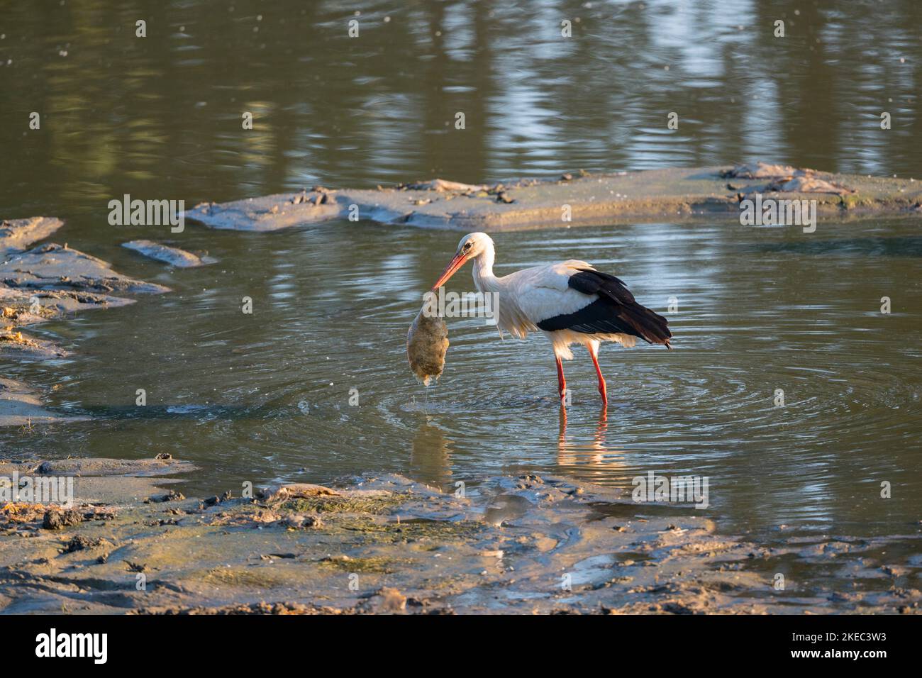 Cigogne blanche avec poissons capturés dans un étang, mai, été, Hesse, Allemagne Banque D'Images