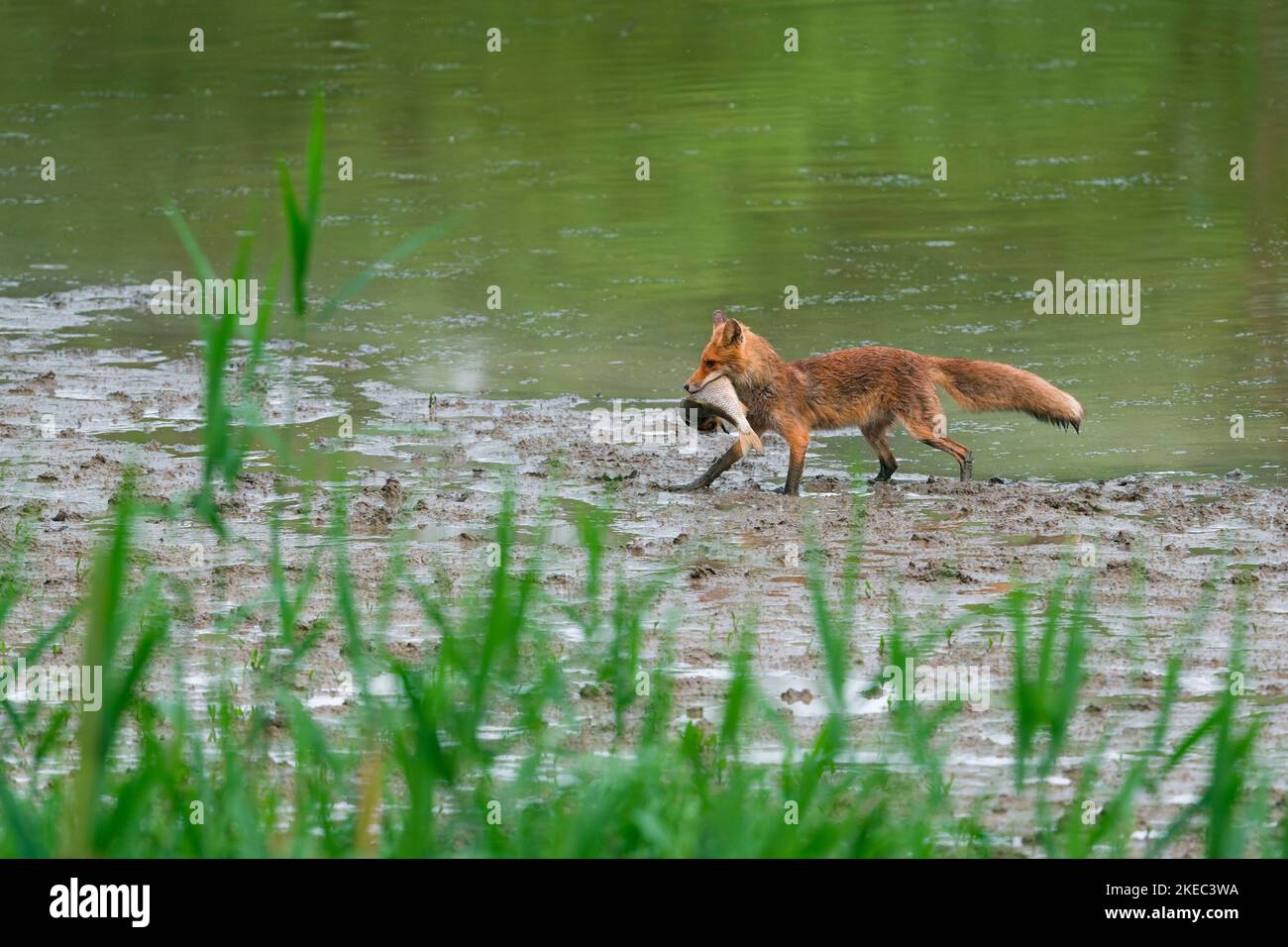 Le renard roux (Vulpes vulpes) récupère un poisson mort (la dorade) dans un étang à séchage lent, mai, été, Hesse, Allemagne, Europe Banque D'Images