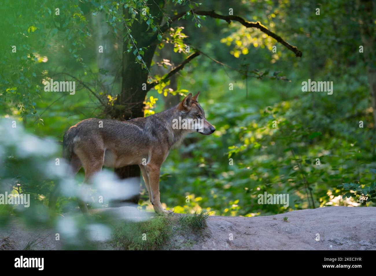 Loup (Canis lupus) en forêt, été, Allemagne, Europe Banque D'Images