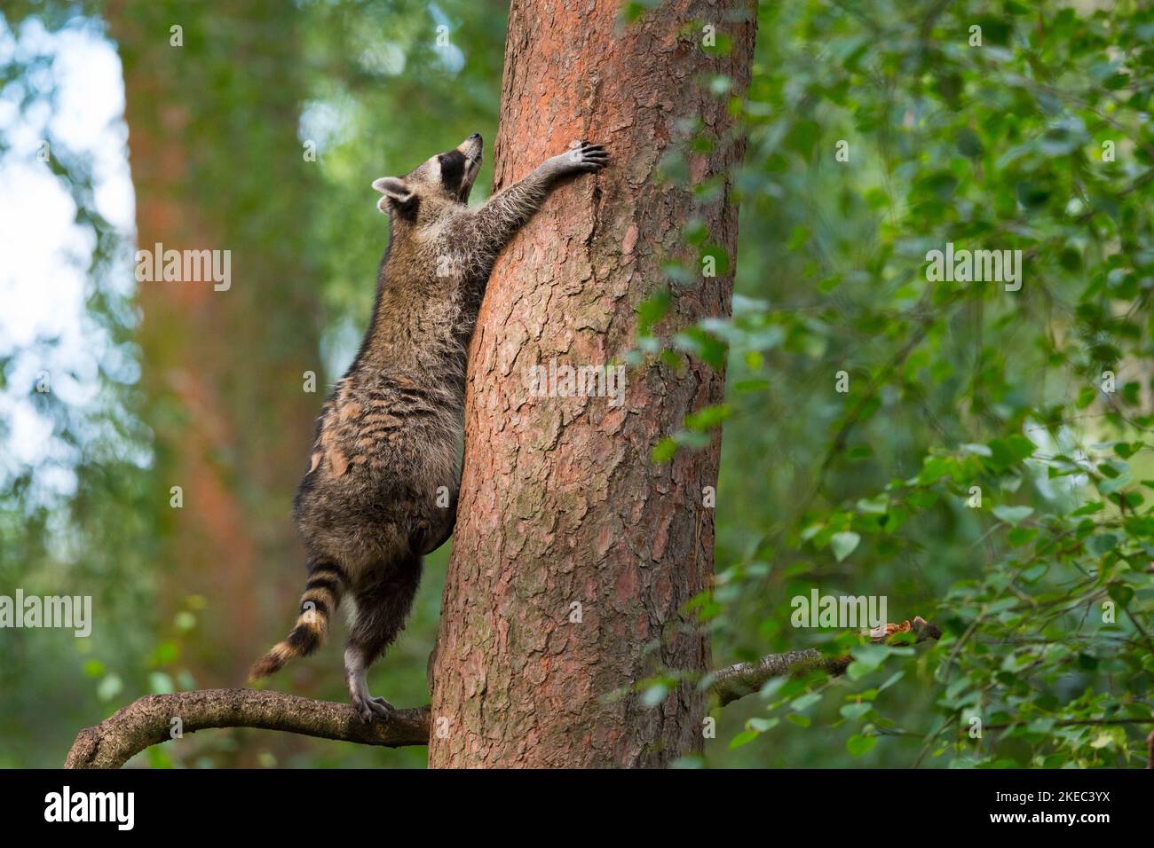 Raton laveur (Procyon lotor) escalade d'un arbre, été, Hesse, Allemagne, Allemagne Banque D'Images