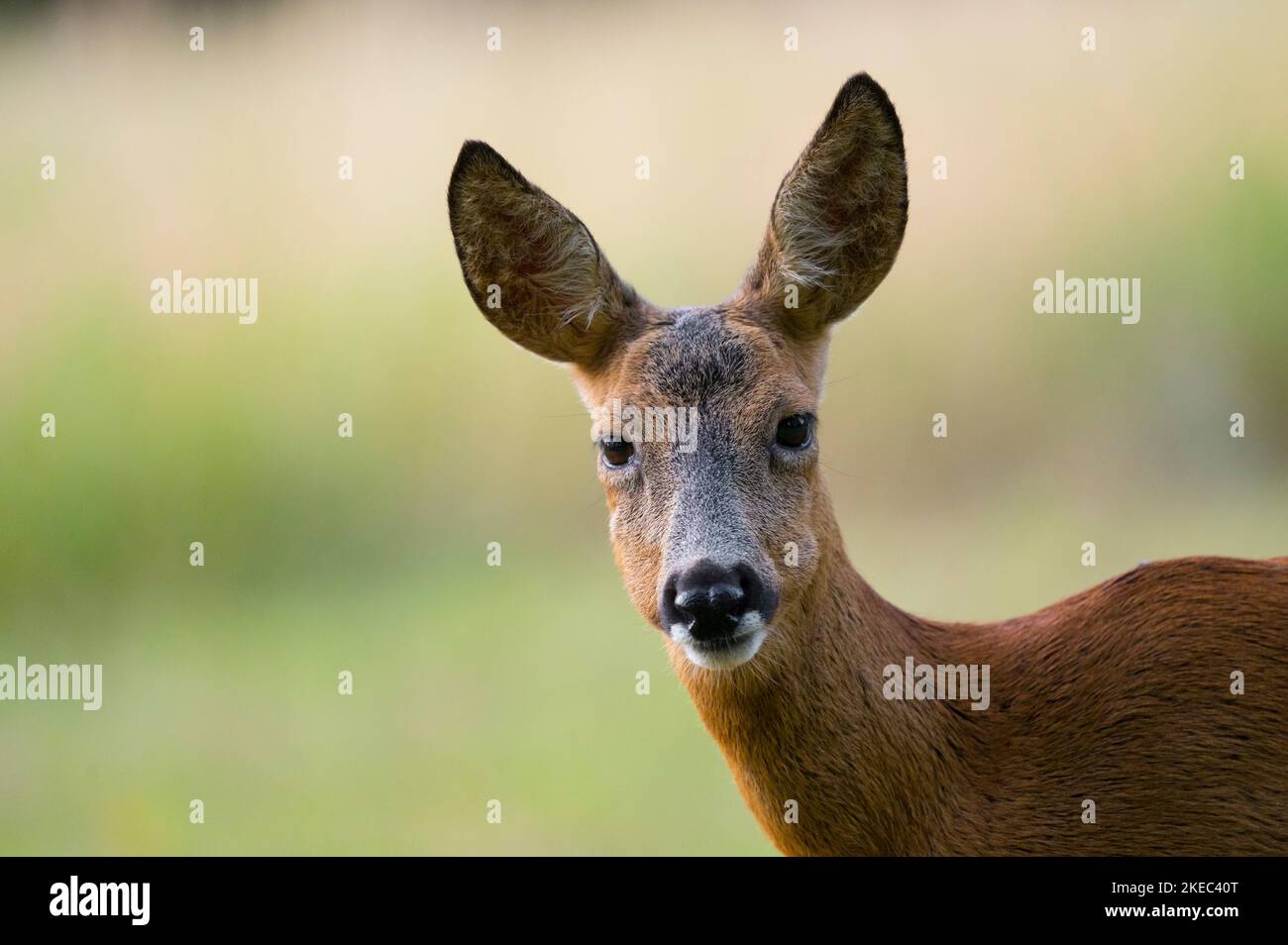 Cerf de Virginie (Capranolus capranolus), doe, été, Hesse, Allemagne, Europe Banque D'Images