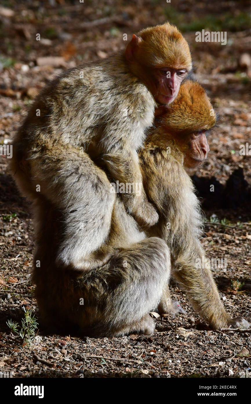 Macaca sylvanus, Berberaffe, Magot, macaque de Barbarie, singe de Barbarie Banque D'Images