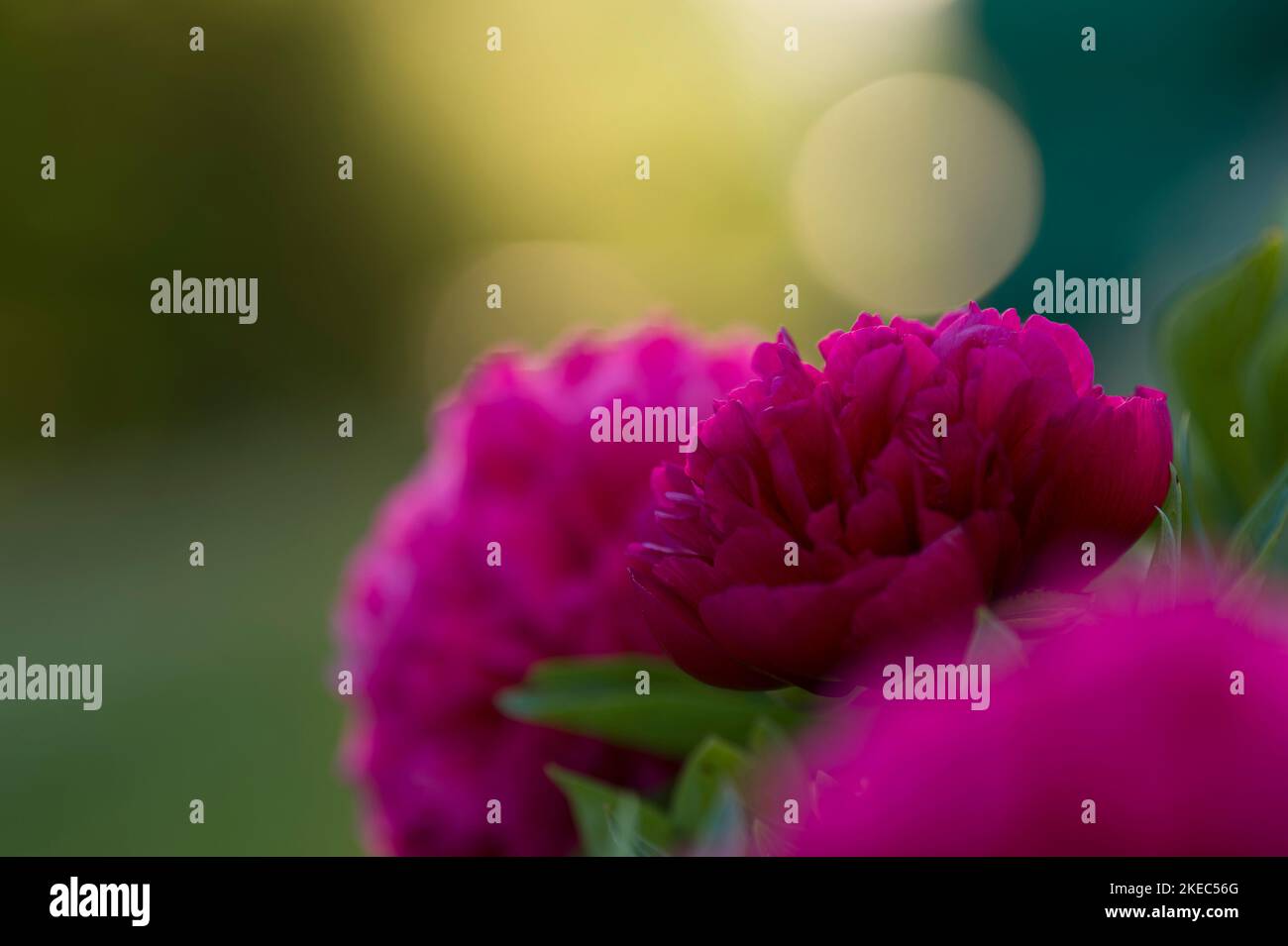 Fleurs de pivoine rose, lumière du soir, Allemagne Banque D'Images
