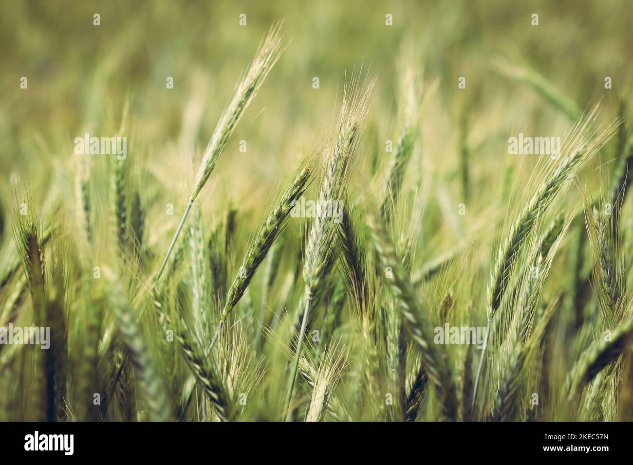 Gros plan sur les épis de grain triticale poussant sur le champ cultivé Banque D'Images