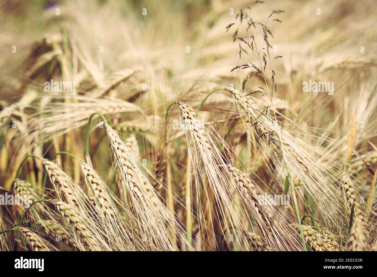 Gros plan sur les épis de grain triticale poussant sur le champ cultivé Banque D'Images