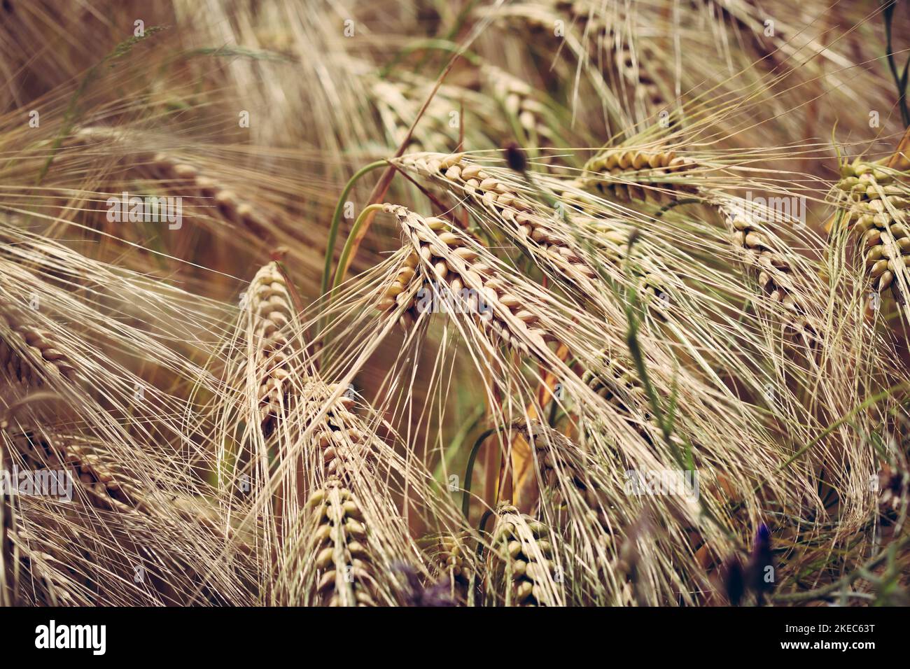 Gros plan sur les épis de grain triticale poussant sur le champ cultivé Banque D'Images