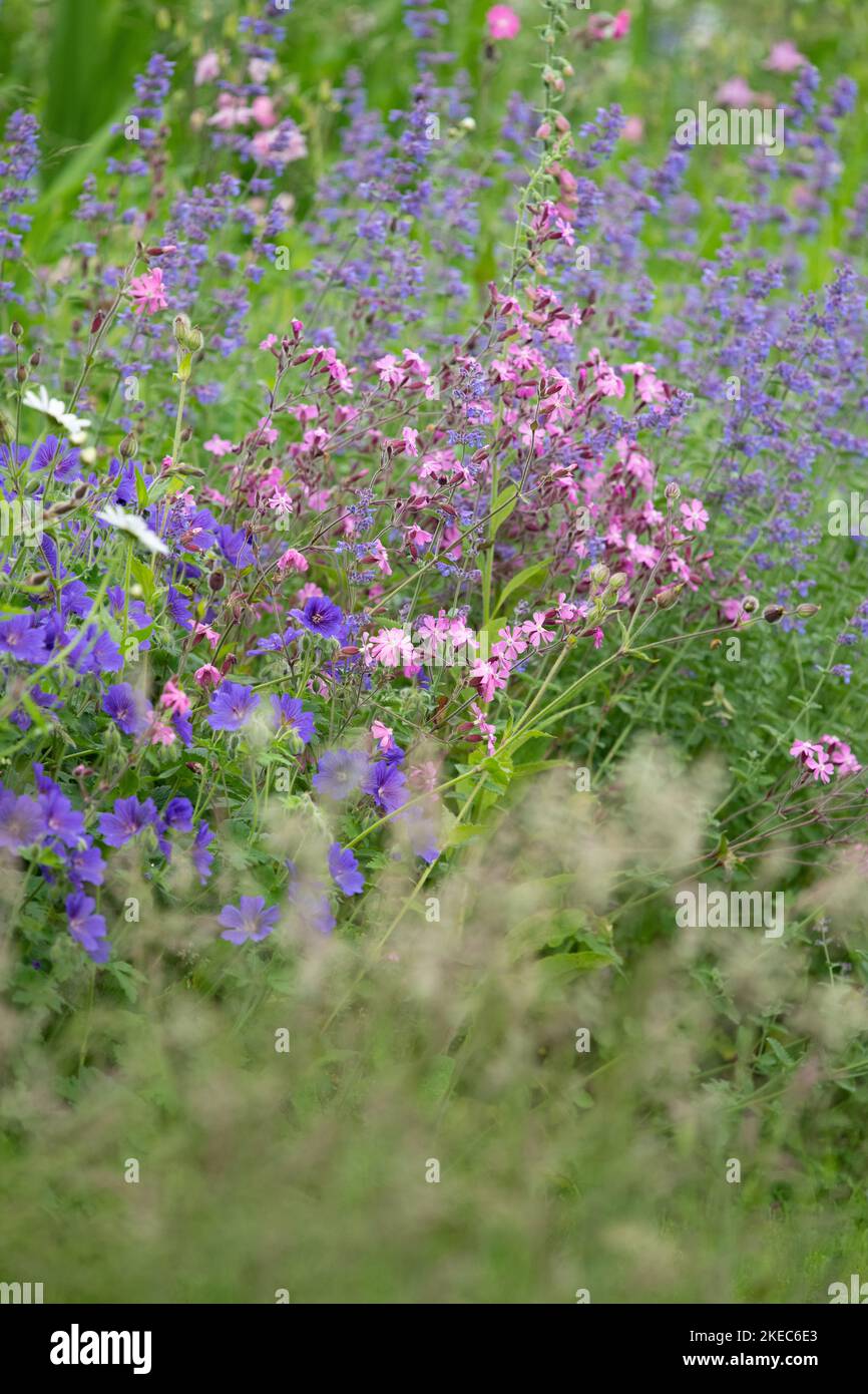 Fleurs sauvages (campion rouge) poussant dans la frontière du jardin dans le jardin sauvage - Royaume-Uni Banque D'Images