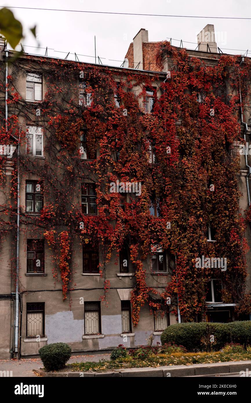 Une ancienne maison historique avec des raisins. Raisins d'automne sur la façade du bâtiment Banque D'Images