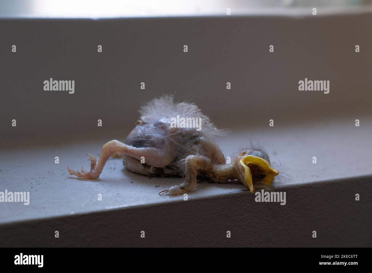 Le corps d'un bébé mort en starling, juste un oiseau éclos poussin ou naissant allongé sur un rebord de fenêtre Banque D'Images