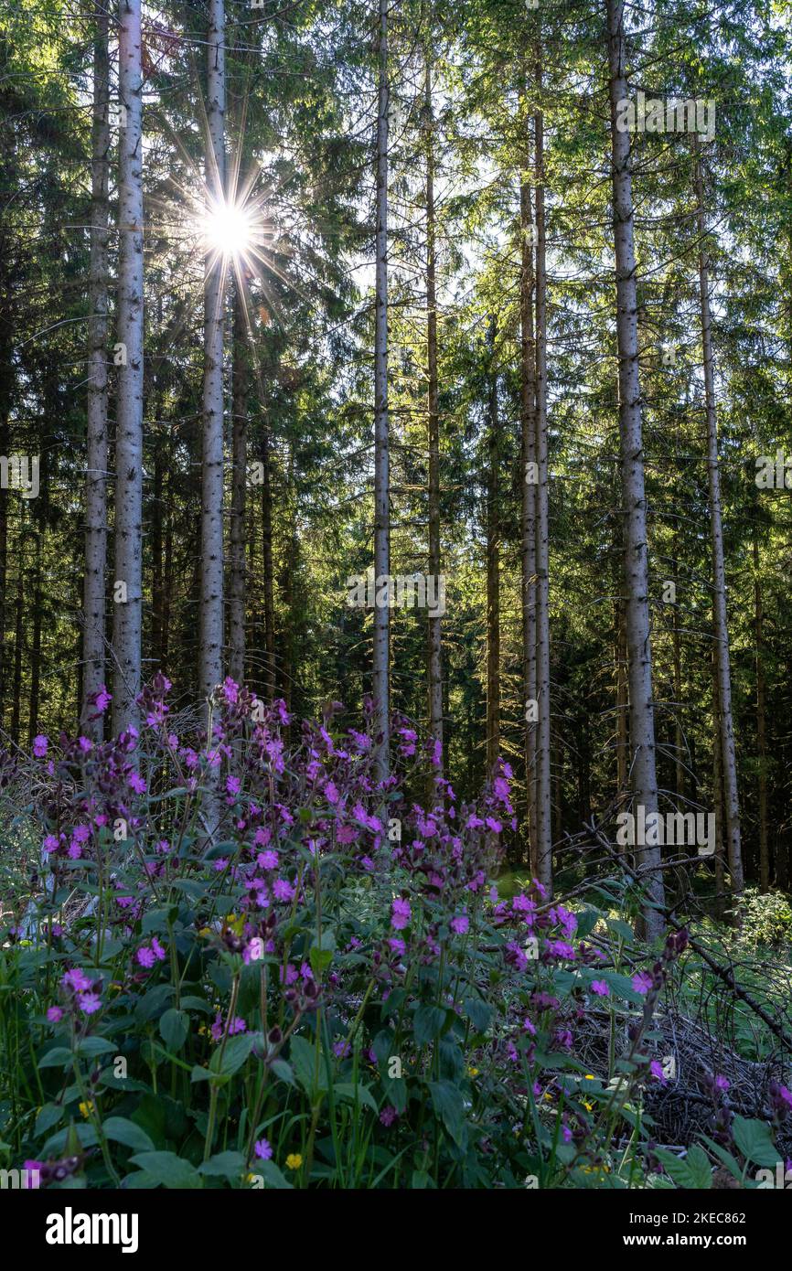 Europe, Allemagne, Sud de l'Allemagne, Bade-Wurtemberg, Forêt Noire, Le soleil brille à travers les arbres sur Red Campion Banque D'Images