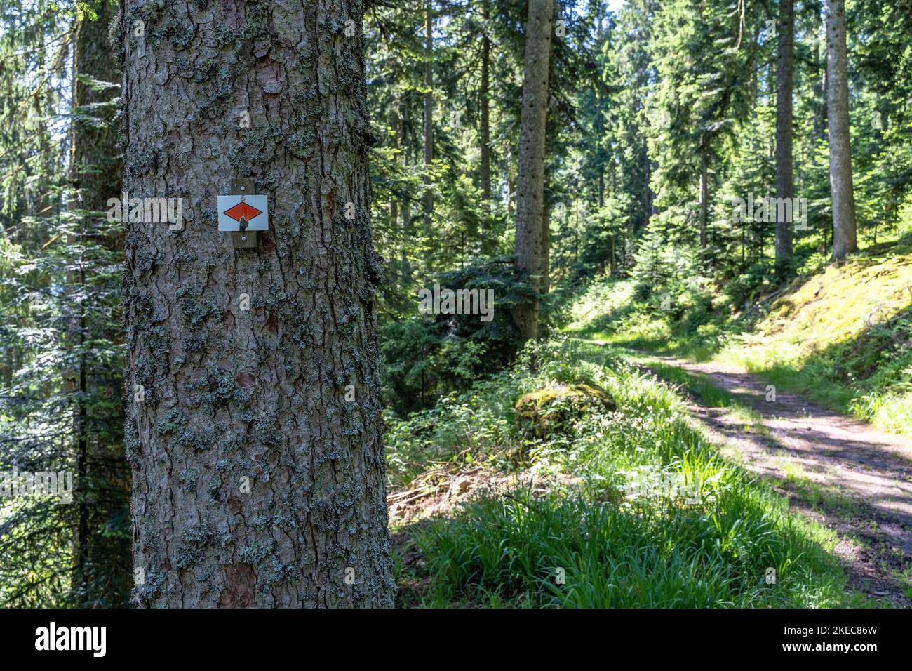 Europe, Allemagne, Sud de l'Allemagne, Bade-Wurtemberg, Forêt Noire, Sentier forestier étroit sur la scène 6 de la Westweg dans la Forêt Noire Banque D'Images