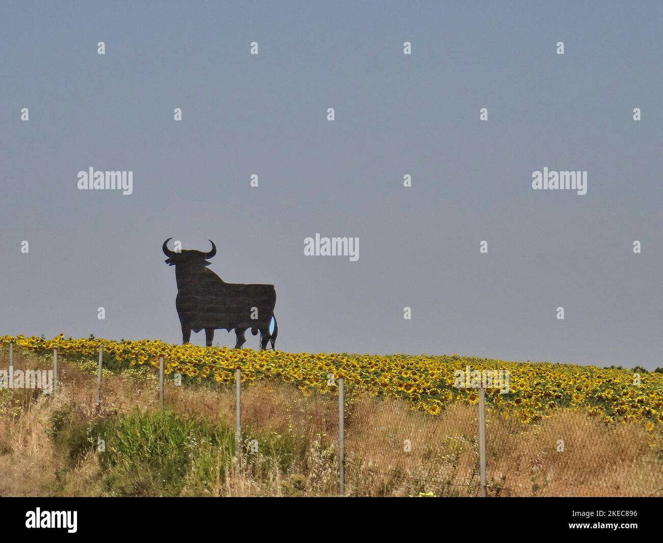 gigantesque sculpture emblématique de la silhouette d'un taureau de combat espagnol noir debout sur le champ de tournesols jaunes Banque D'Images