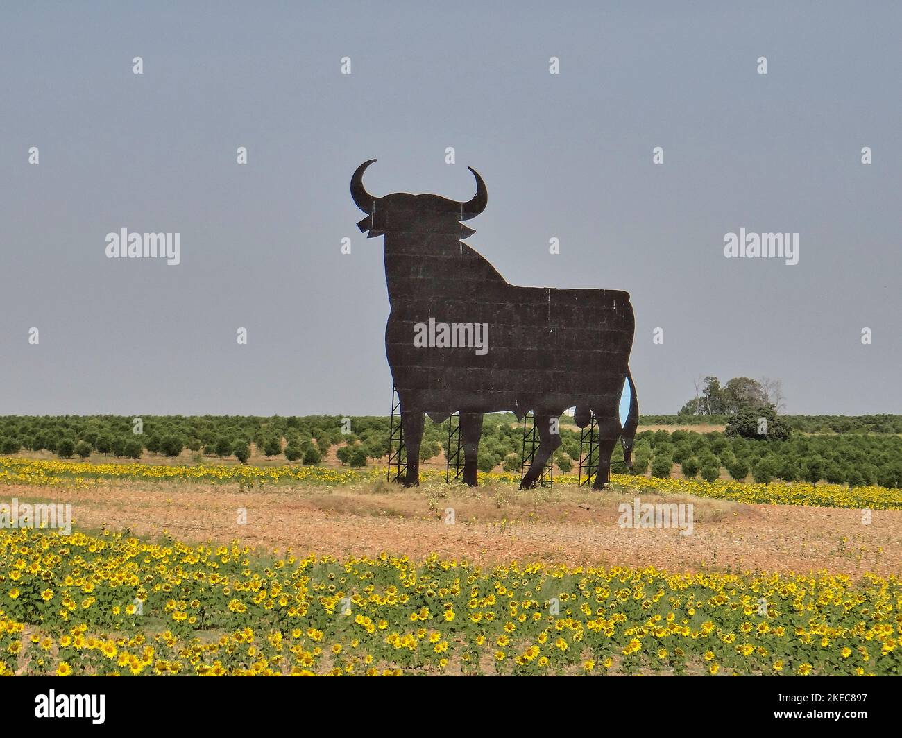 gigantesque sculpture emblématique de la silhouette d'un taureau de combat espagnol noir debout sur le champ de tournesols jaunes Banque D'Images