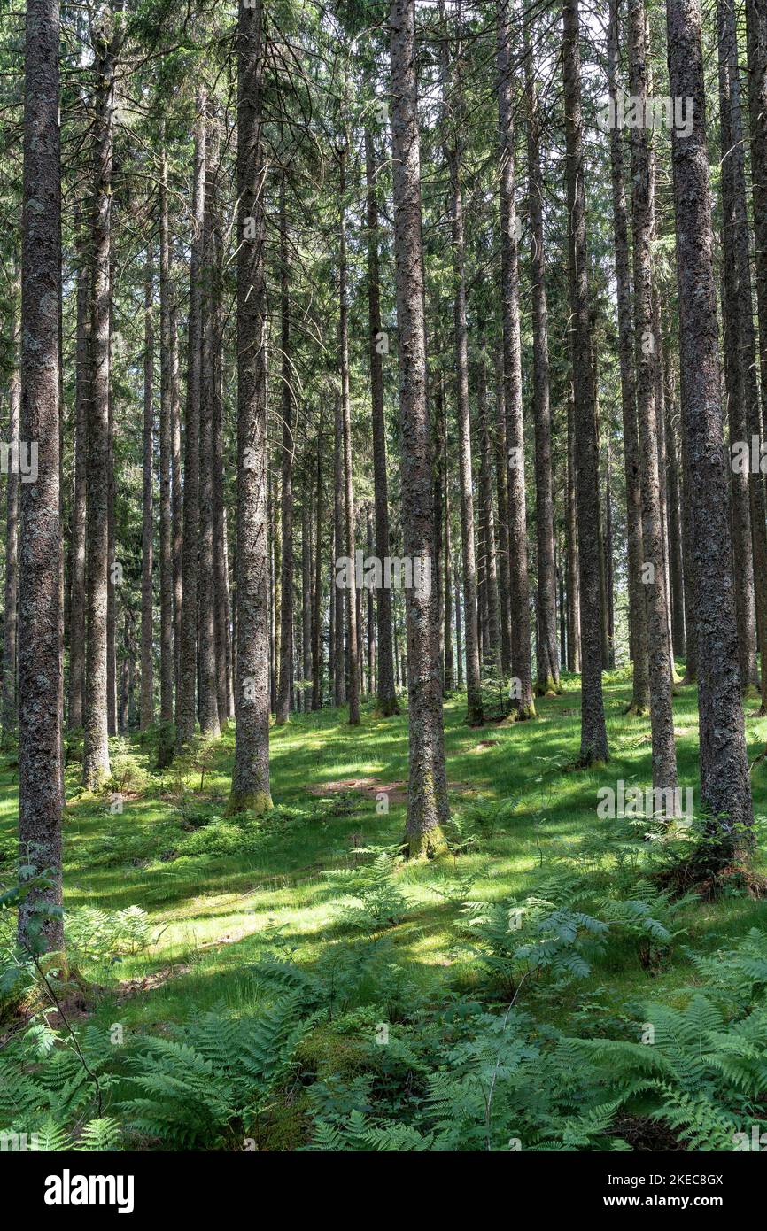Europe, Allemagne, Sud de l'Allemagne, Bade-Wurtemberg, Forêt Noire, Paysage forestier idyllique juste avant le lac Blinden dans la Forêt Noire Banque D'Images