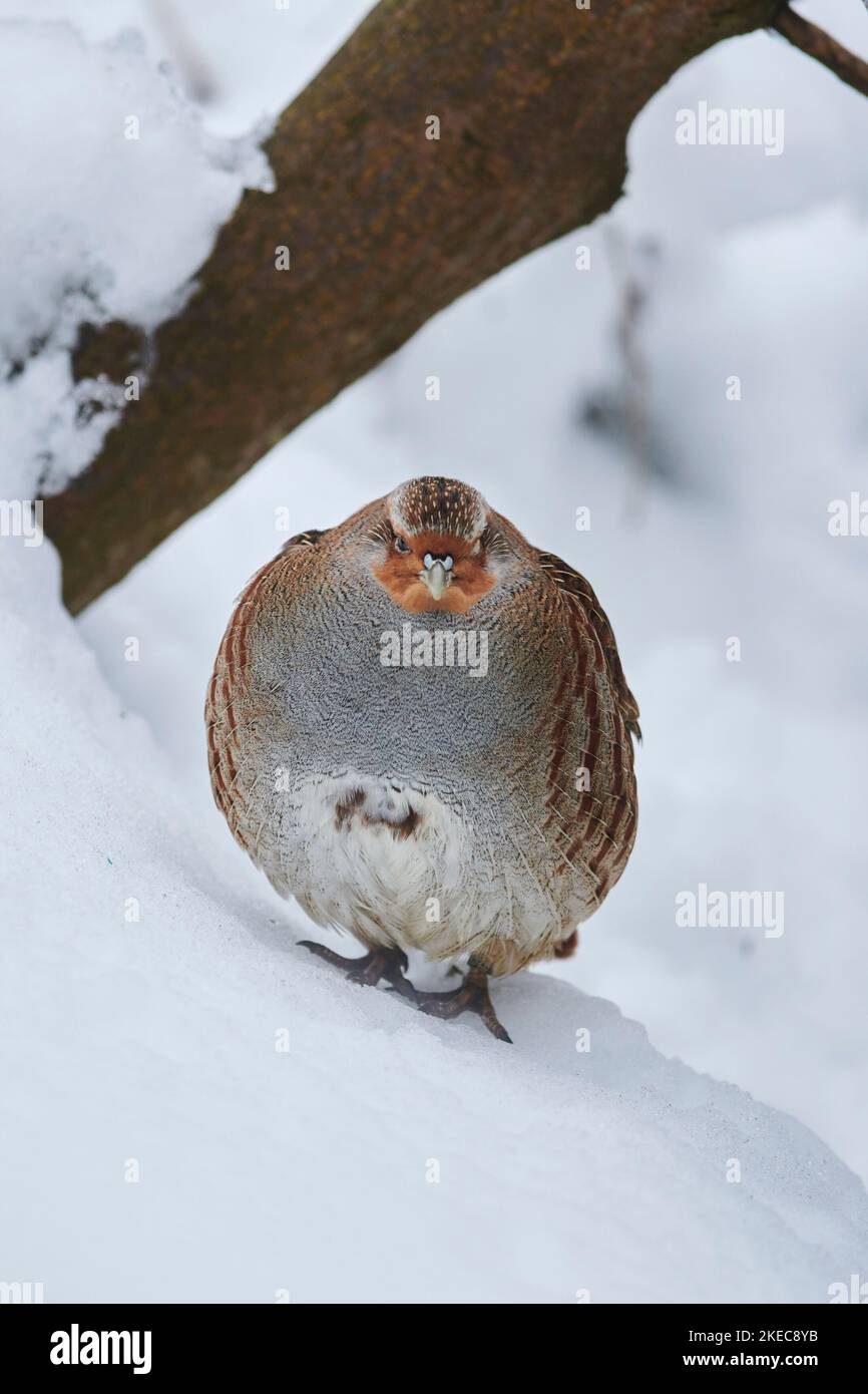 Partridge (Perdix perdix) debout dans la neige, Bavière, Allemagne, Europe Banque D'Images