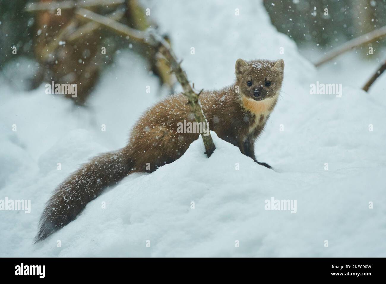Martre d'Europe (Martes martes) avec des flocons de neige en chute en hiver, Bavière, Allemagne, Europe Banque D'Images