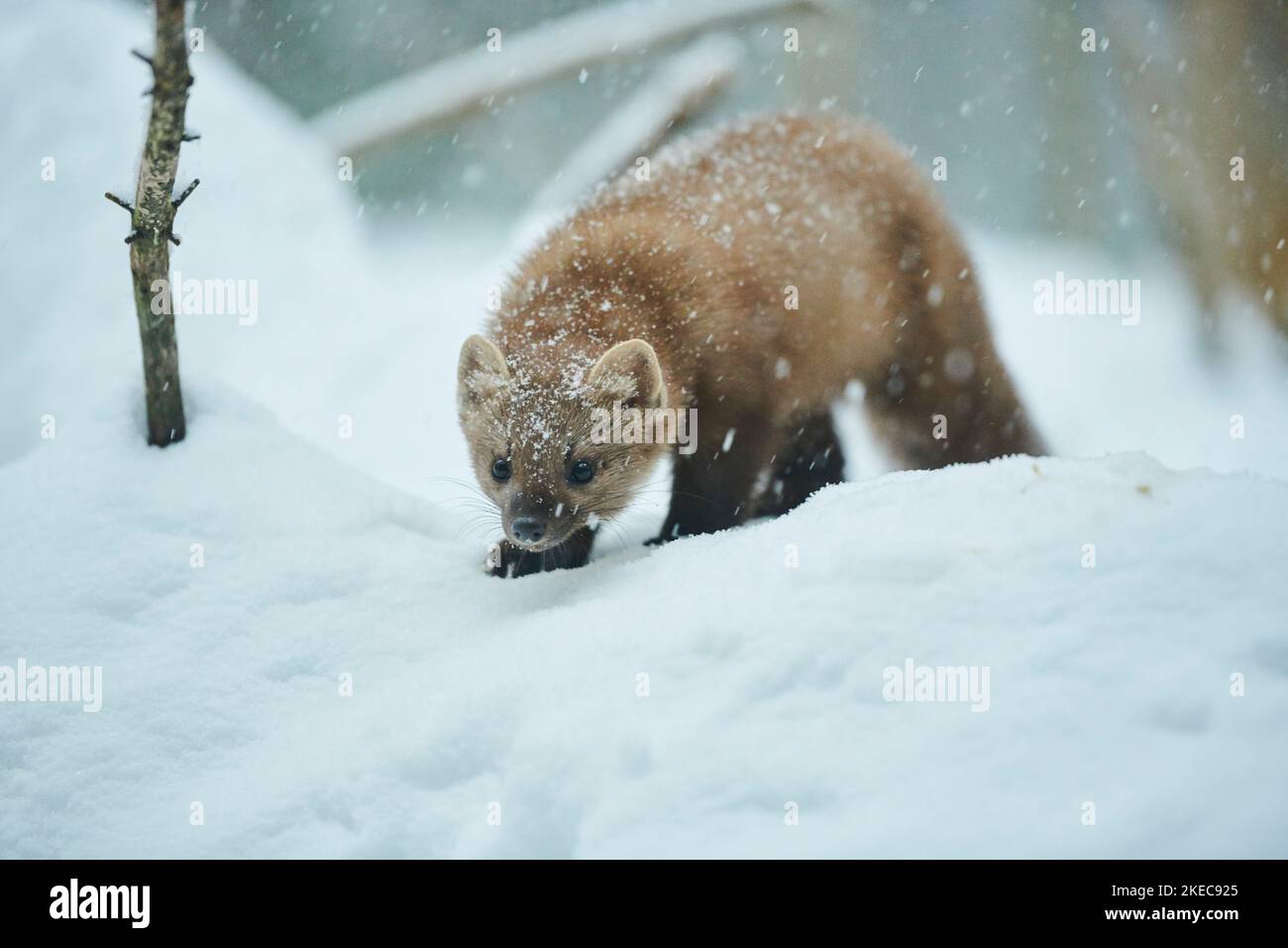 Martre d'Europe (Martes martes) avec des flocons de neige en chute en hiver, Bavière, Allemagne, Europe Banque D'Images