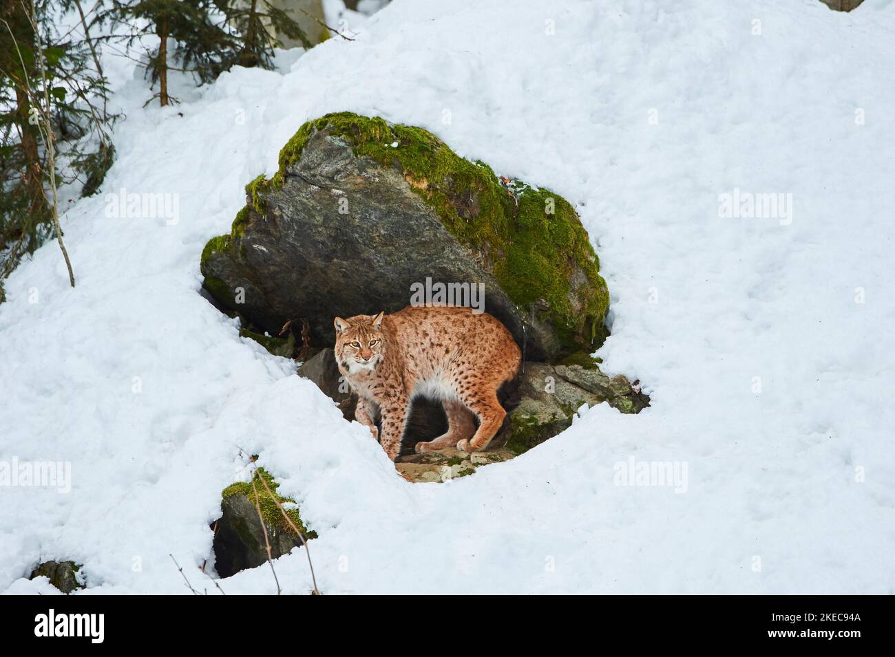 Lynx européen (Lynx lynx) en hiver, sur les côtés, à pied, parc national de la forêt bavaroise, Bavière, Allemagne Banque D'Images