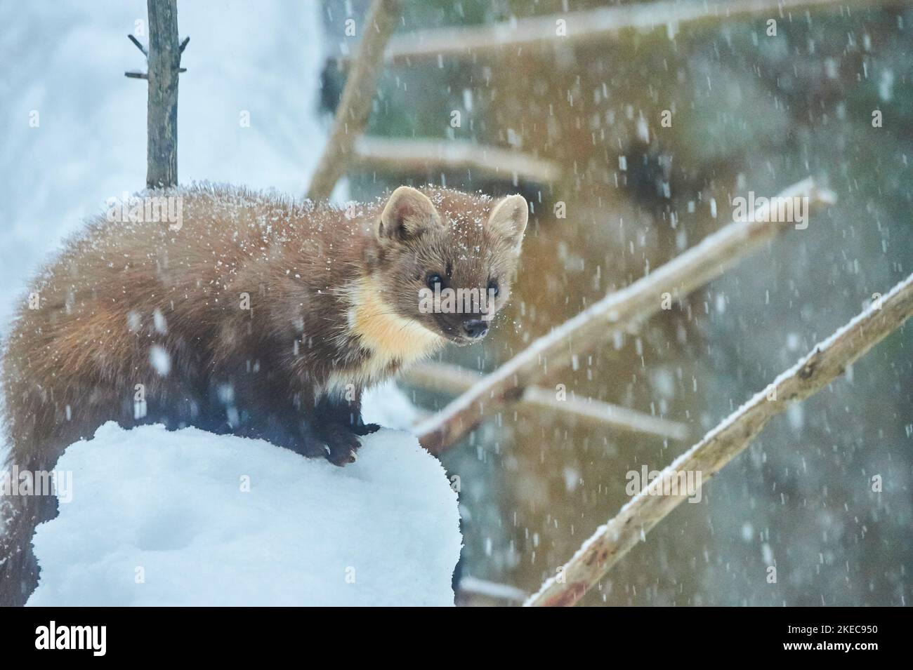 Martre d'Europe (Martes martes) avec des flocons de neige en chute en hiver, Bavière, Allemagne, Europe Banque D'Images