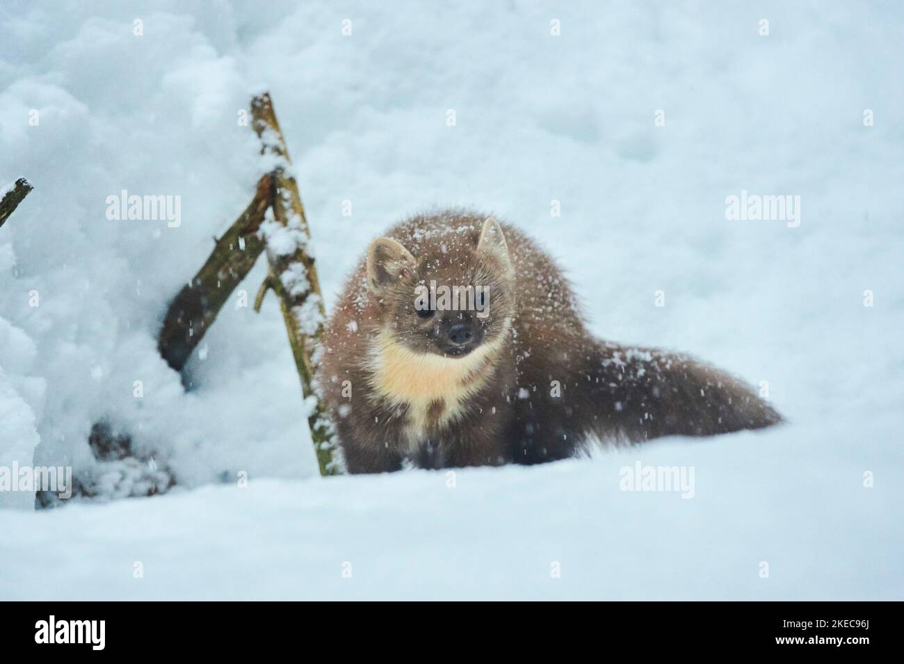 Martre d'Europe (Martes martes) avec des flocons de neige en chute en hiver, Bavière, Allemagne, Europe Banque D'Images