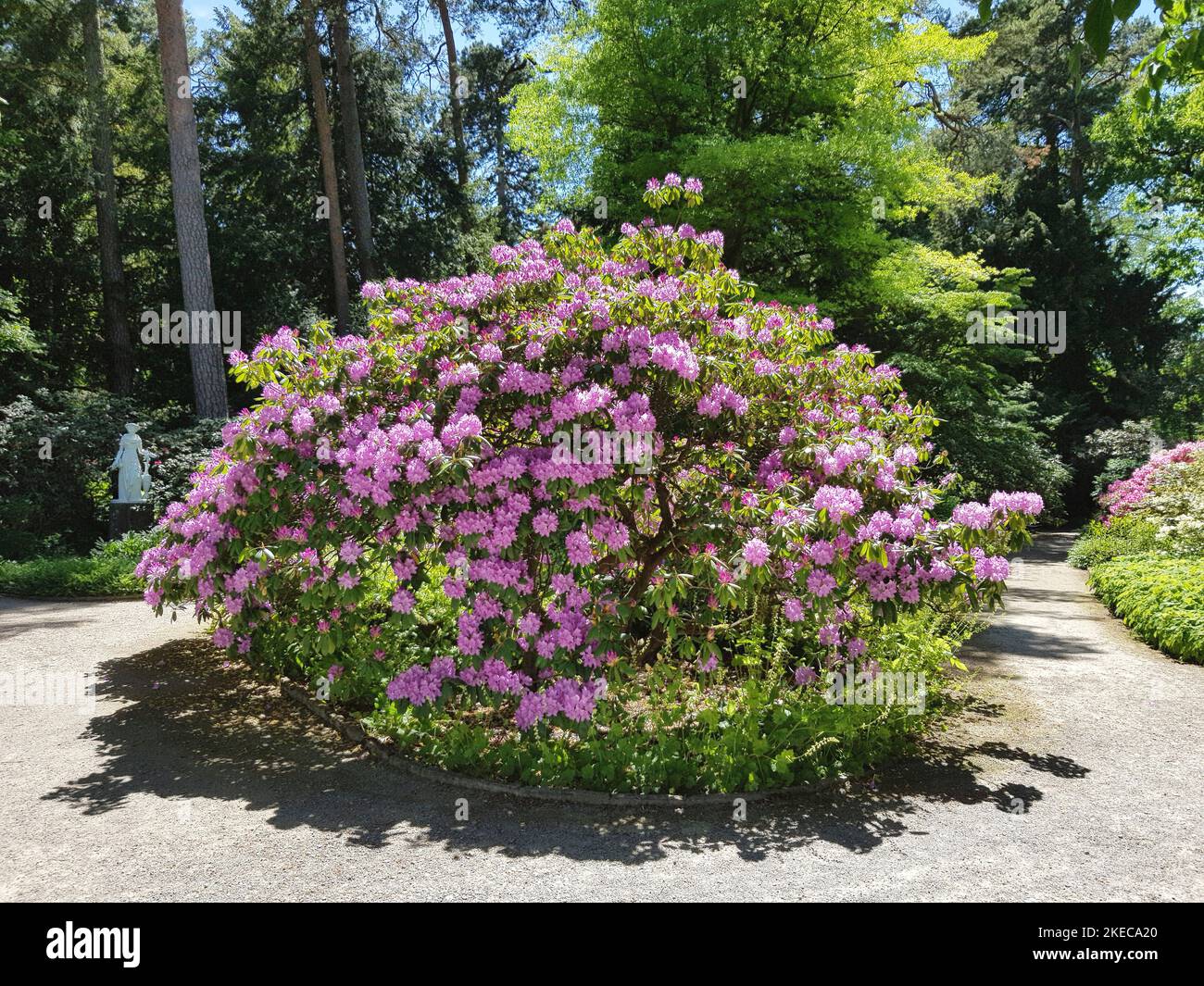 Biotanischer Garten, district de Nymphenburg, bosquet de rhododendron