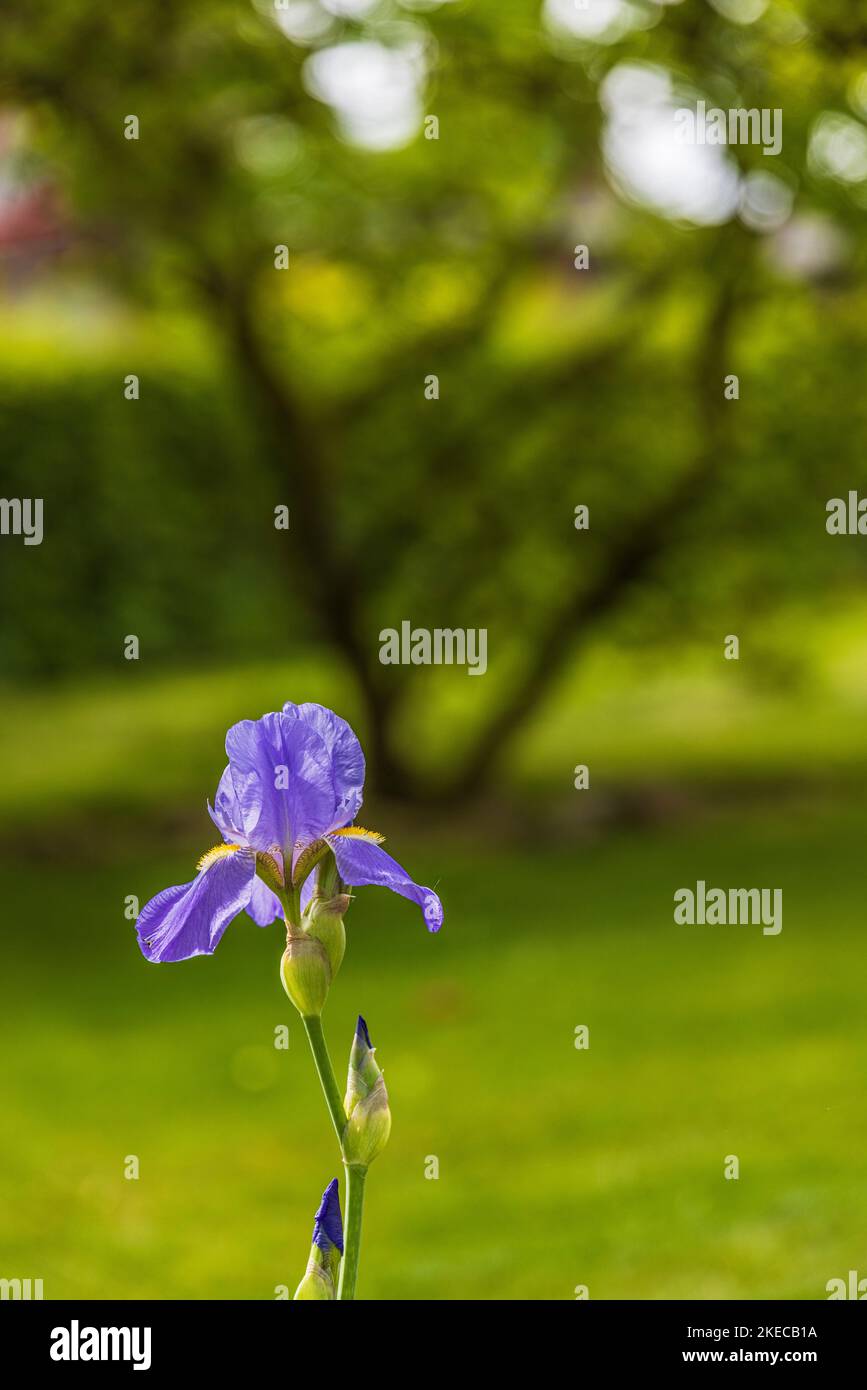 Iris sibirica Iris de Sibérie, Banque D'Images