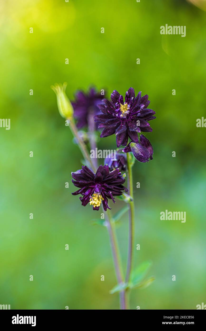 Aquilegia vulgaris hybride 'Black Barlow', gros plan, bokeh Banque D'Images