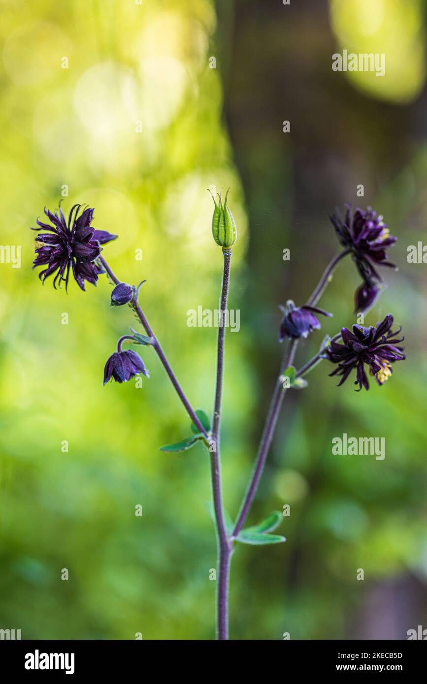 Aquilegia vulgaris hybride 'Black Barlow', gros plan, bokeh Banque D'Images