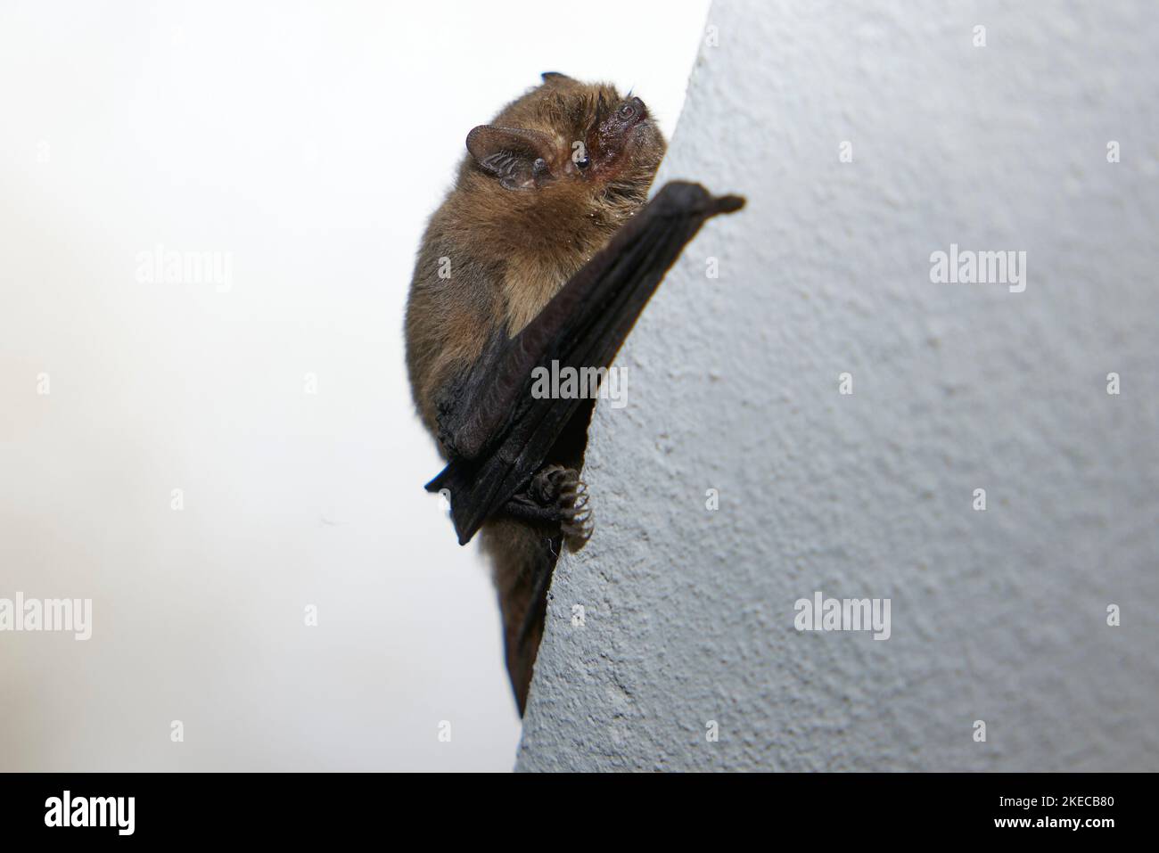 Soprano pipistrelle, Pipistrellus pygmaeus Banque D'Images