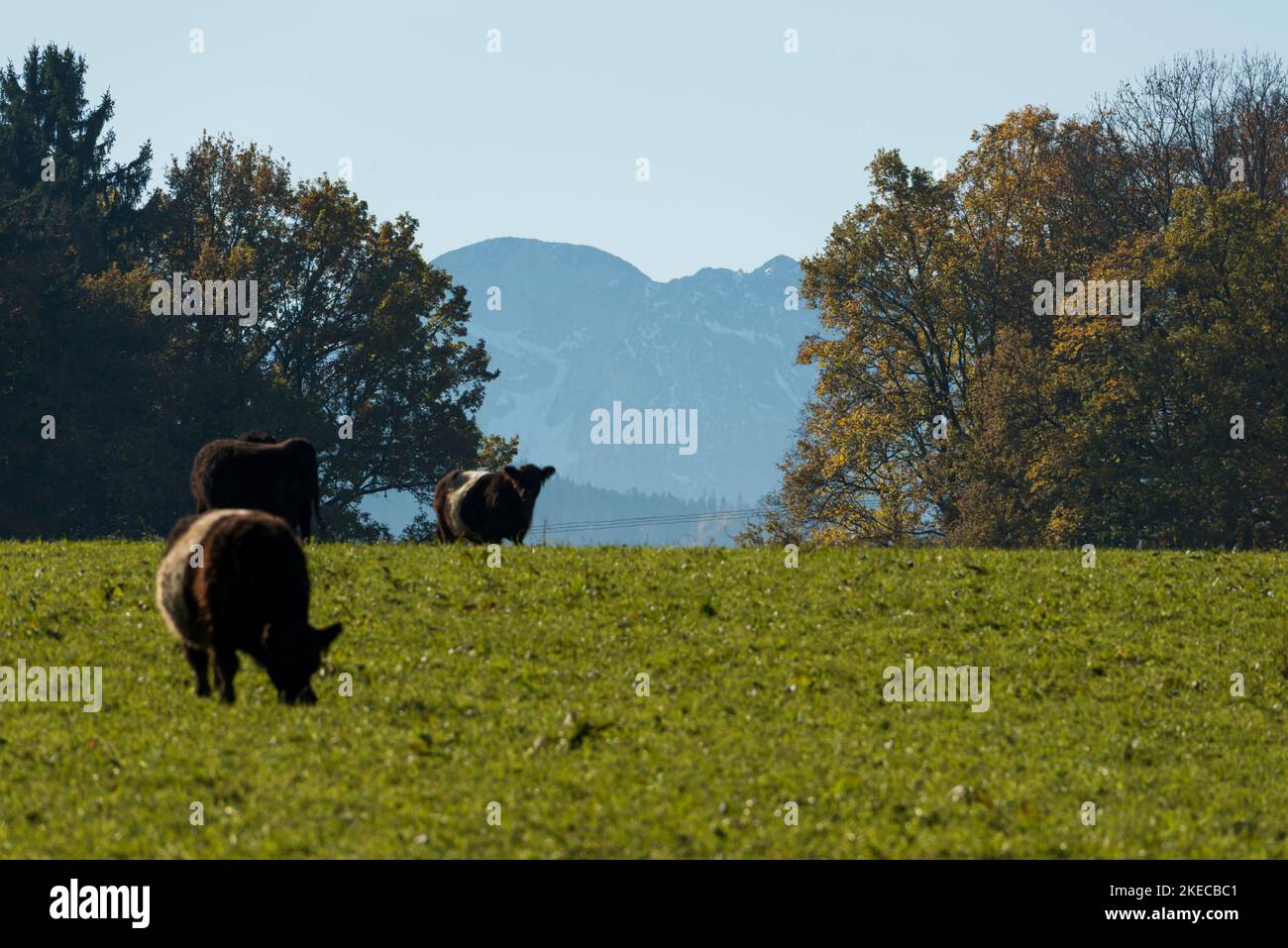 Galloway bétail, bétail, vaches, Bavière, pâturage de vache, portée libre Banque D'Images