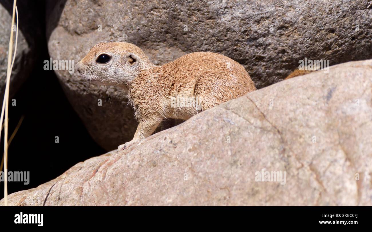Gros plan d'un écureuil à queue ronde Banque D'Images