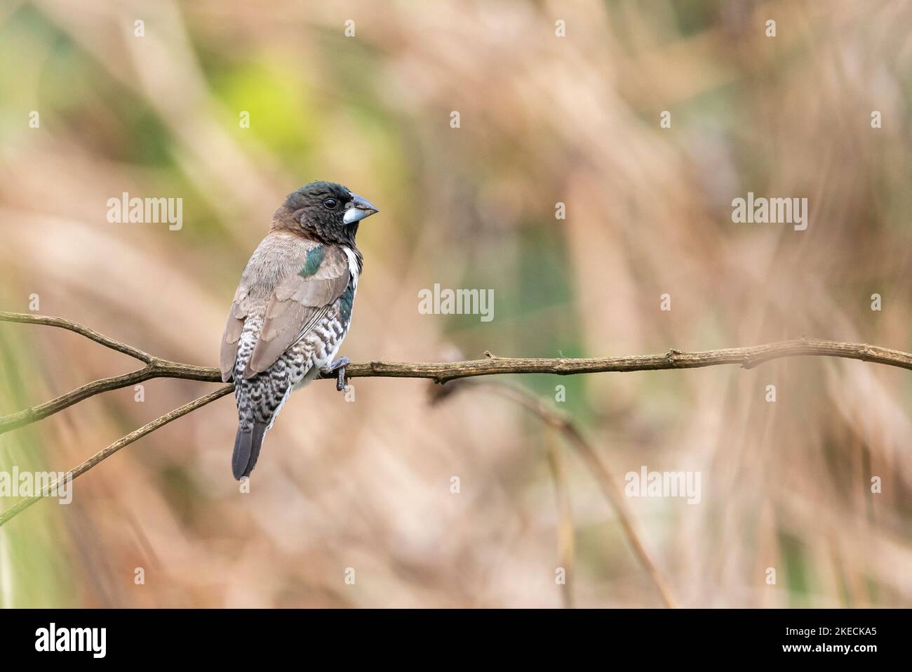 Un cliché sélectif de mannequin de bronze (Spermétes cucullata) perché sur une branche Banque D'Images