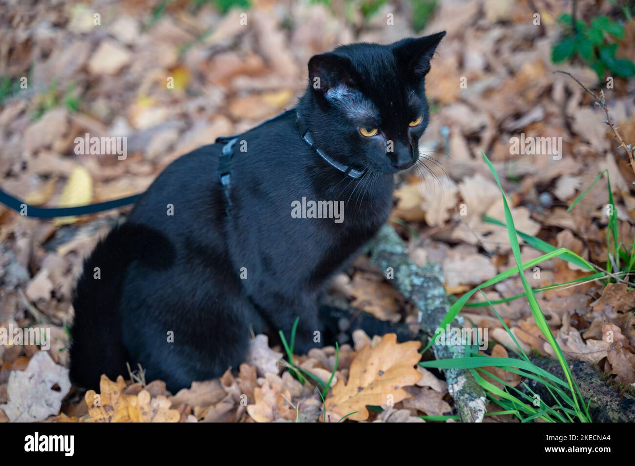 Le chat noir sur une laisse découvre la forêt en automne Banque D'Images