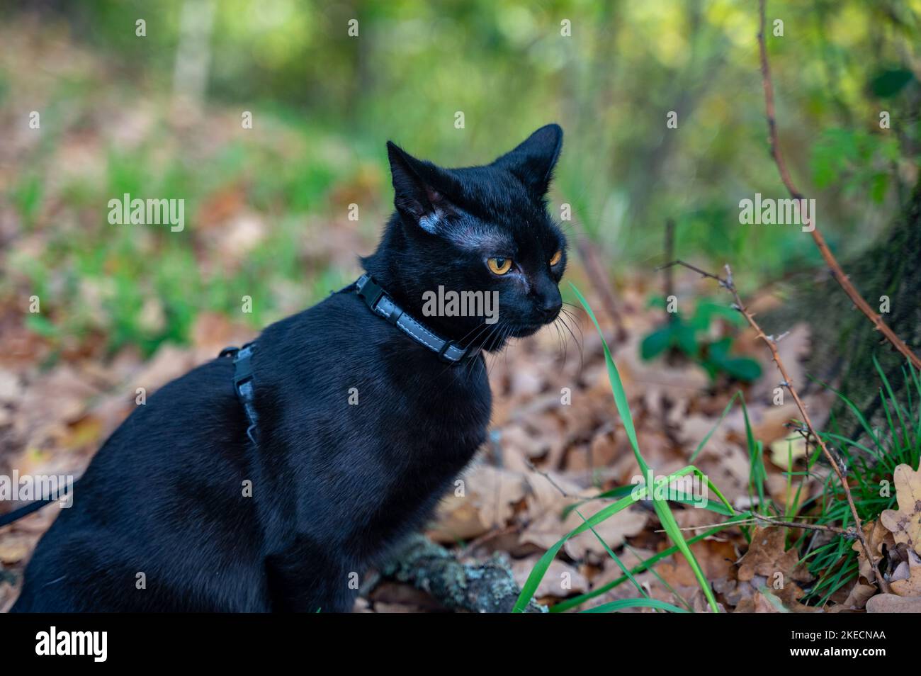 Le chat noir sur une laisse découvre la forêt en automne Banque D'Images