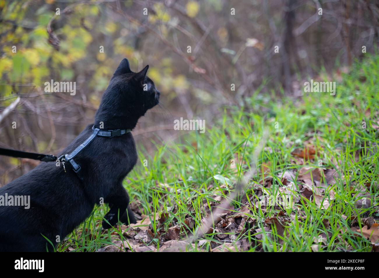 Un chat noir sur une laisse dans la nature à l'automne Banque D'Images