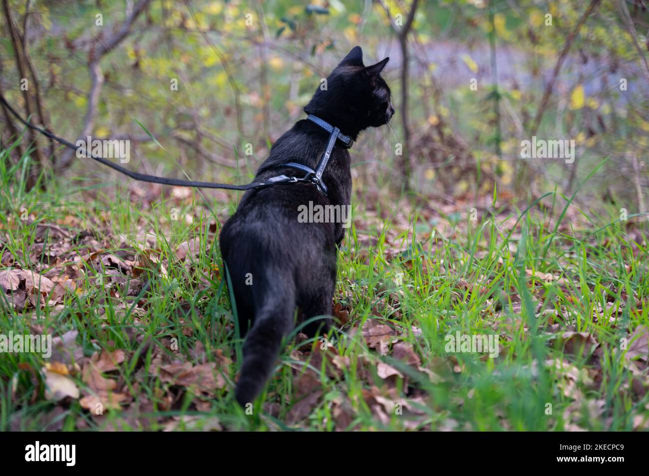 Chat noir sur une laisse dans l'herbe verte sur un pré Banque D'Images