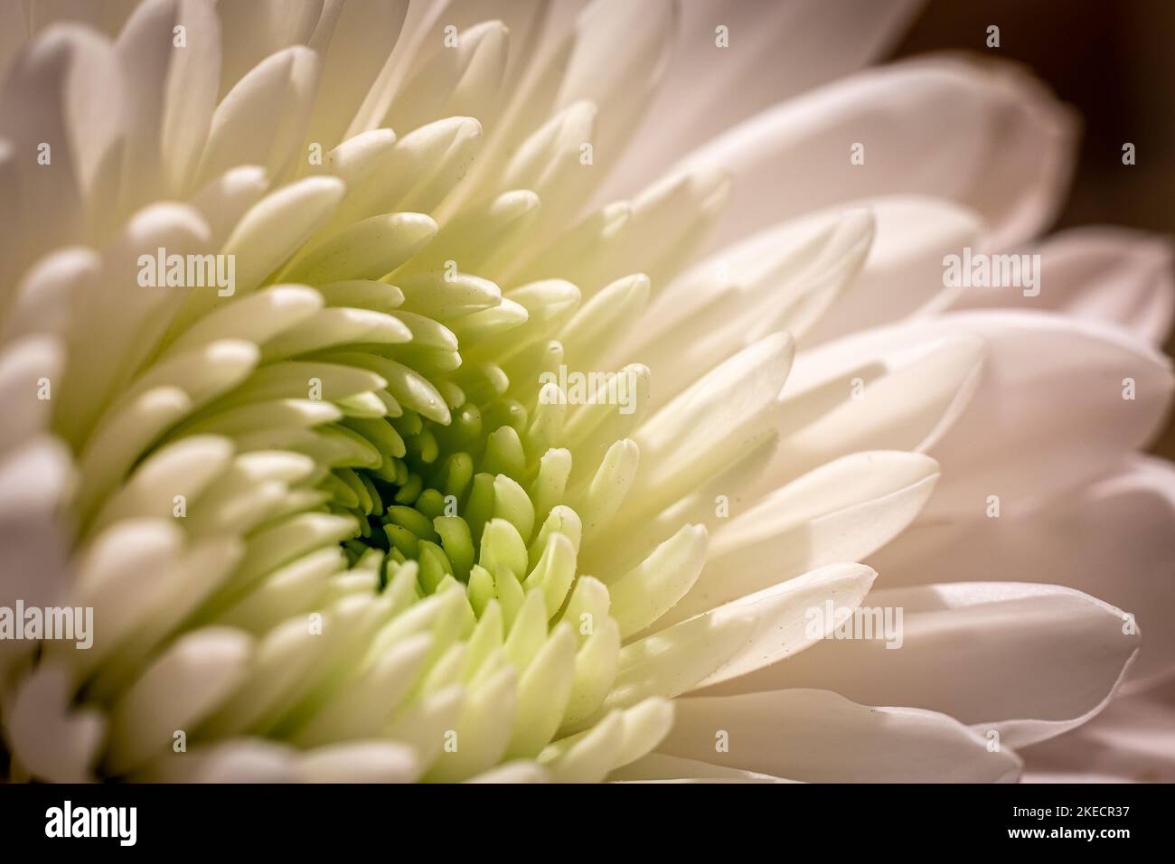 Gros plan sur le chrysanthème macro Banque D'Images