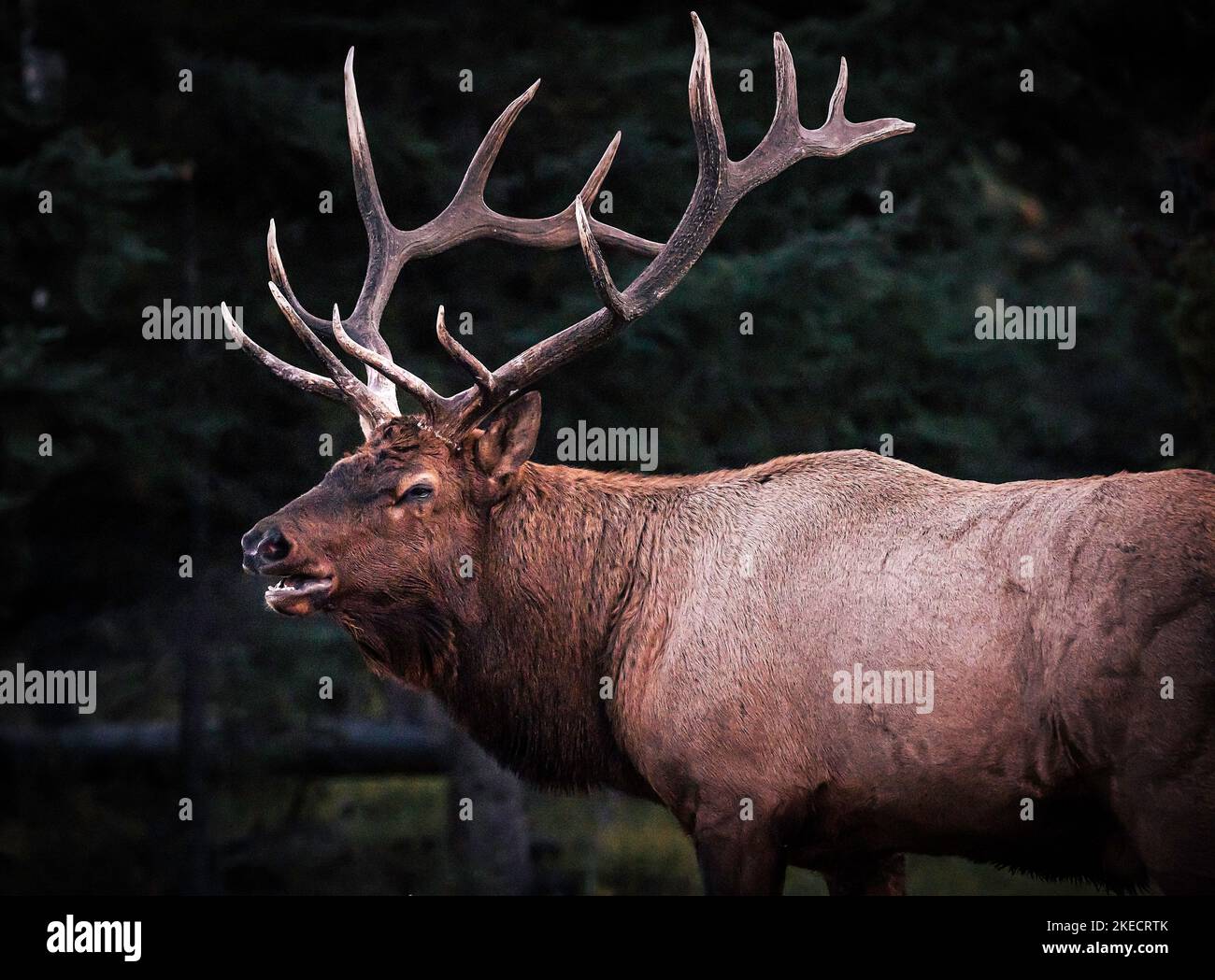 Wapiti sauvage dans la soirée au parc national Jasper 2 Banque D'Images