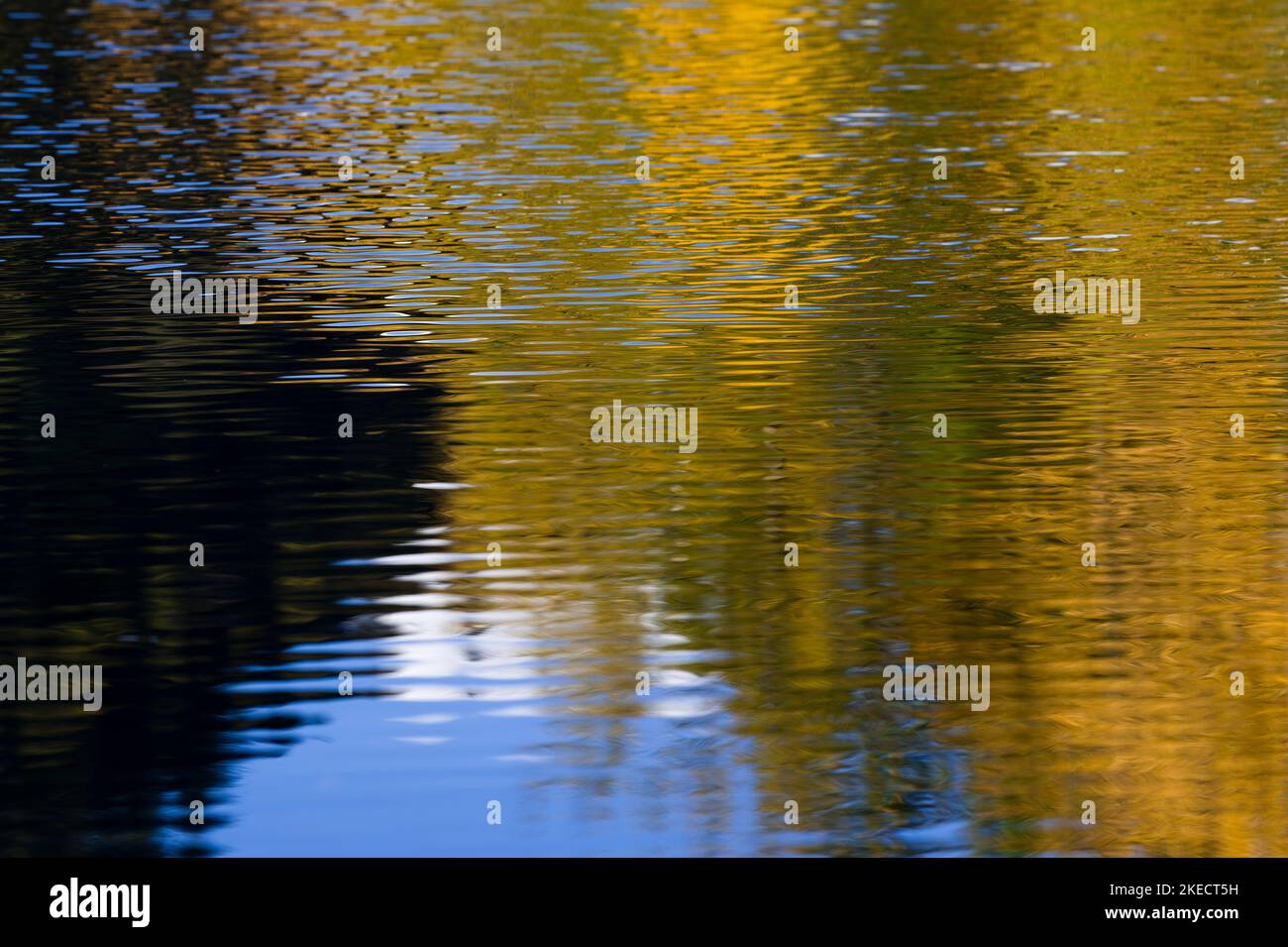 Feuilles d'automne jaunes et ciel bleu reflétés dans le lac, Tourbière de Lispach près de la Bresse, France, région du Grand est, montagnes des Vosges, Parc naturel régional des ballons des Vosges Banque D'Images