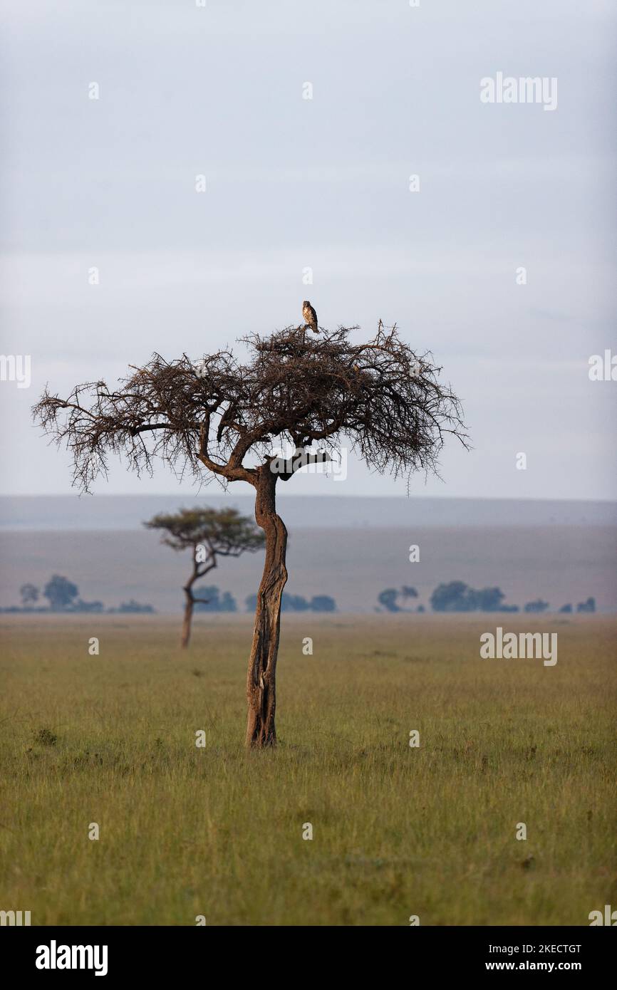 Un aigle couronné qui perche sur le dessus de l'arbre Banque D'Images