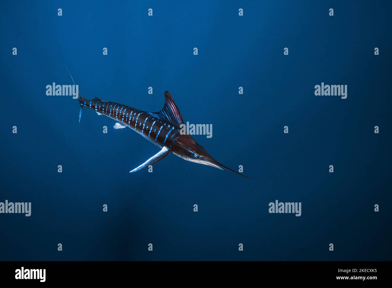 Plongée avec Striped Marlin, Mexique Banque D'Images